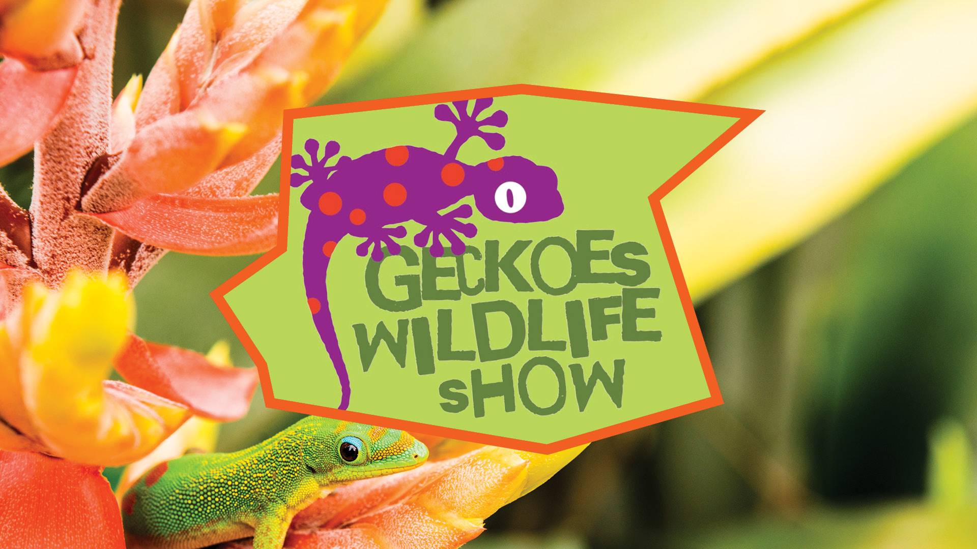 Geckoes Wildlife Show